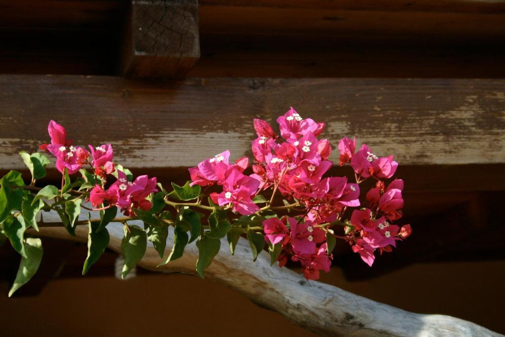 Agriturismo B&B Domo De Resteblas แบร์คิดดา ภายนอก รูปภาพ